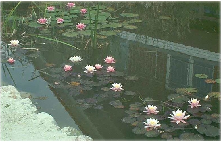 Seerose